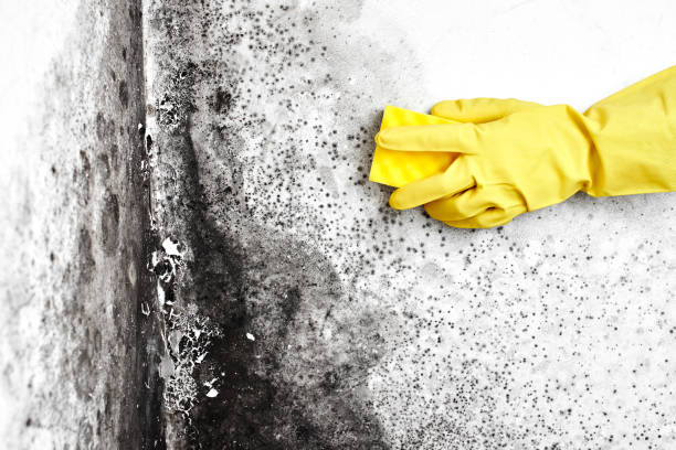 Best Mold Remediation  in Castle Rock, CO