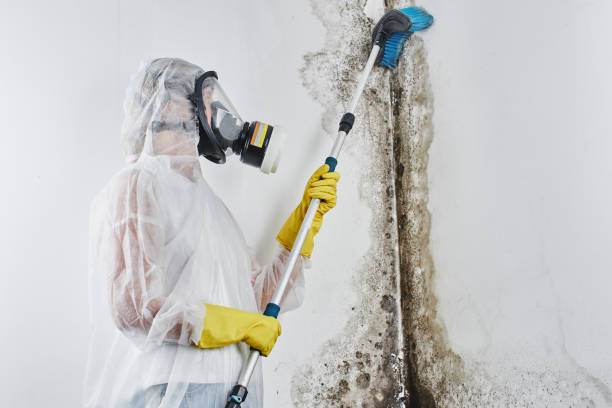 Best Mold Damage Repair  in Castle Rock, CO