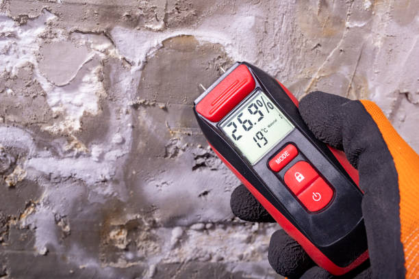Best Affordable Mold Removal  in Castle Rock, CO