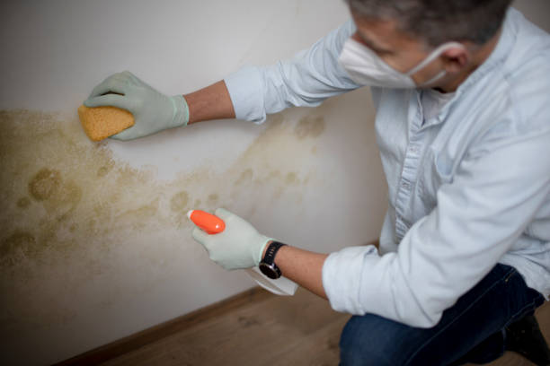 Best Professional Mold Removal  in Castle Rock, CO