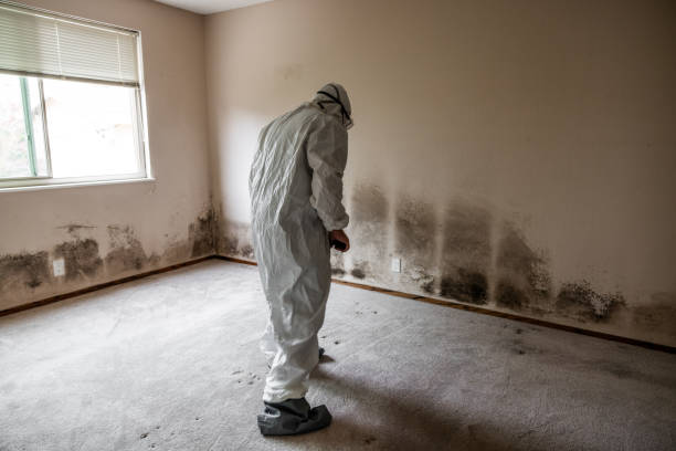 Best Mold Cleaning Services  in Castle Rock, CO
