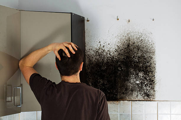 Professional Mold Removal in Castle Rock, CO